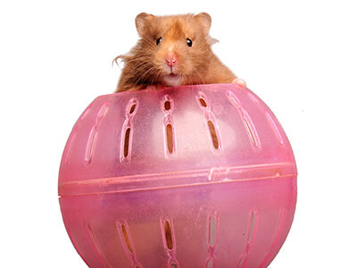 The Latest Trends in Small Animal Habitats